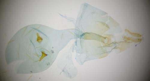 Notocelia rosaecolana